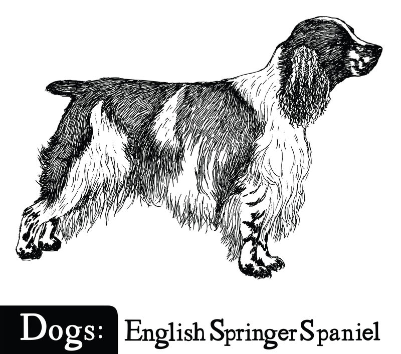 狗狗素描风格英式斯普林格猎犬