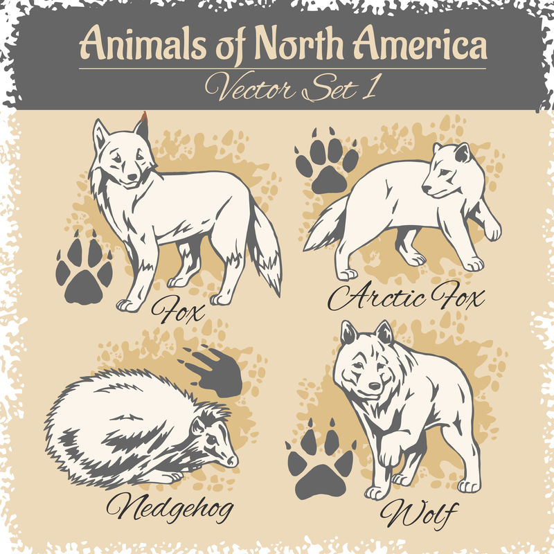 北美动物和动物的足迹。