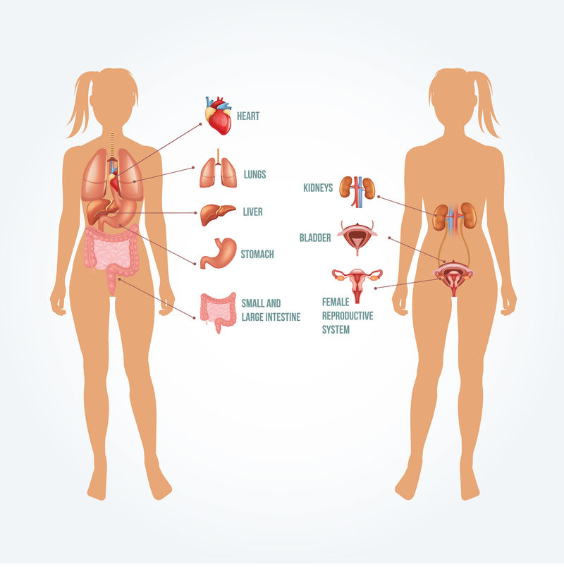矢量解剖学图解