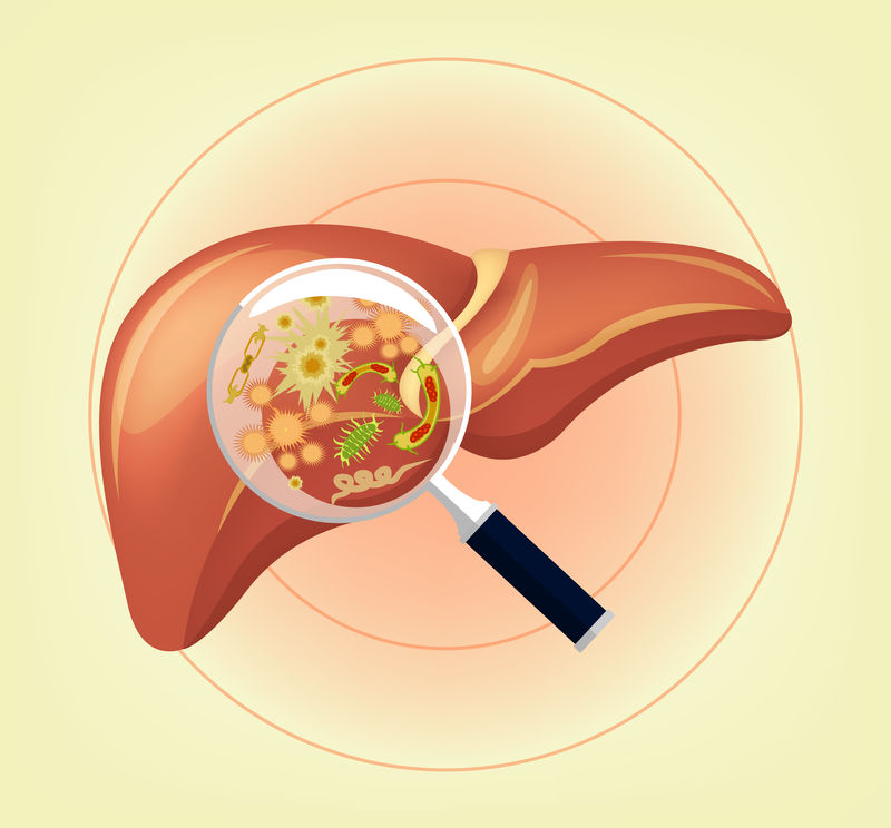 带细菌的肝脏和放大镜