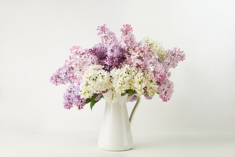 白色背景花瓶里的丁香花束
