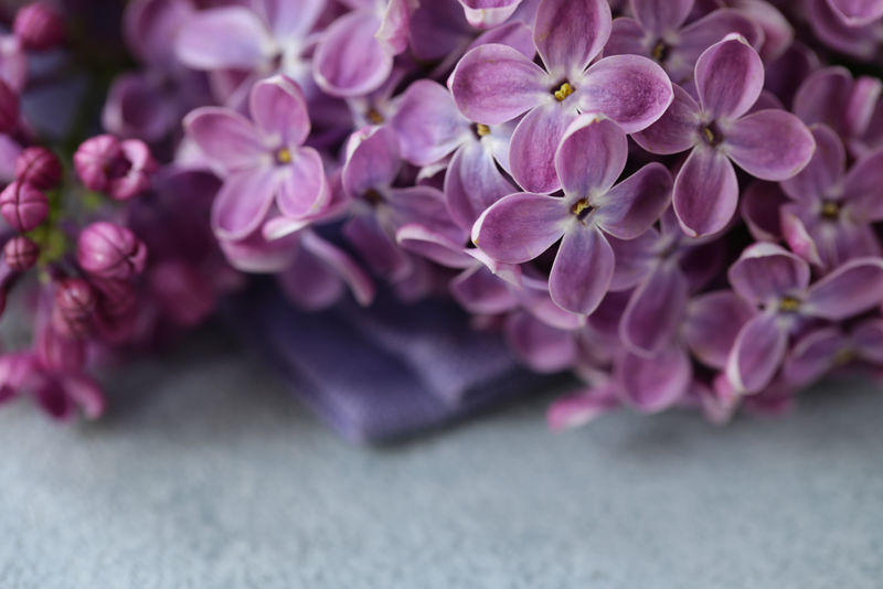 一束白色和紫色的丁香花，春天的花朵