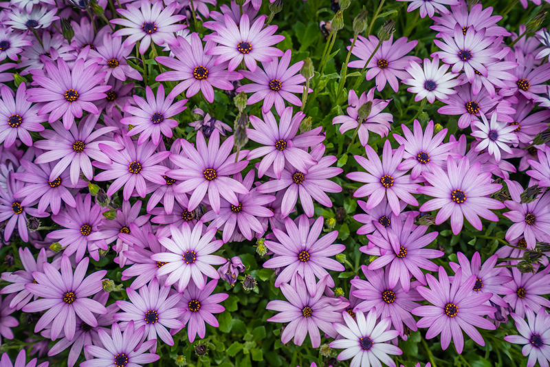 春天美丽的紫罗兰雏菊花