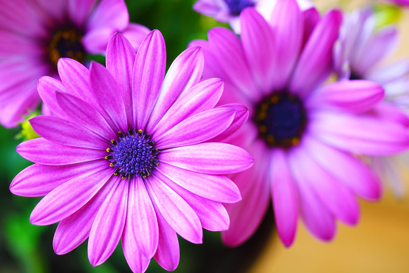 鲜艳美丽的紫色雏菊。
