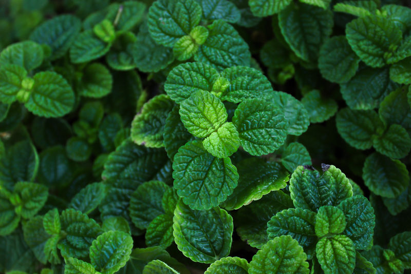 菜园里种的薄荷糖