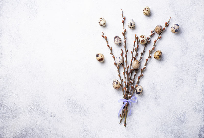 复活节背景,鹌鹑蛋和小柳树