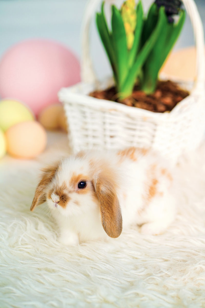 复活节兔子工作室,复活节彩蛋,葡萄藤篮子