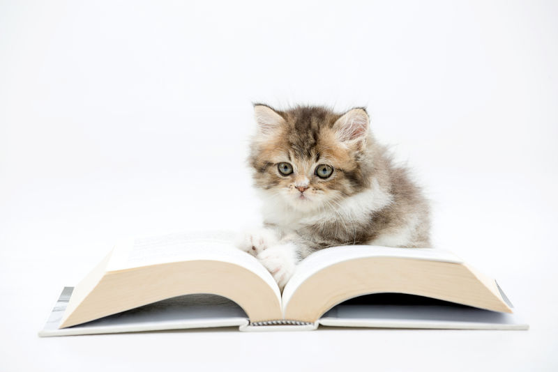 一只波斯小猫在读一本关于孤独的书