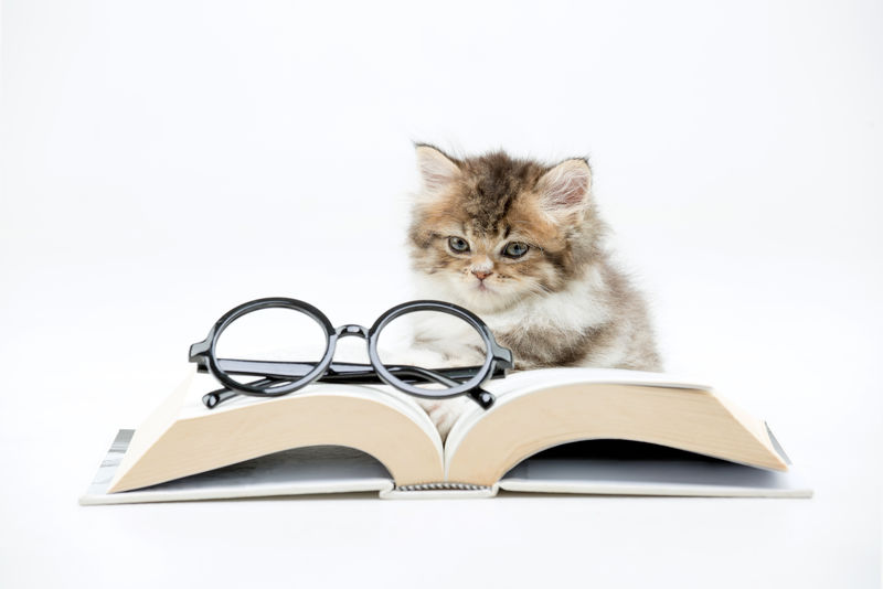 一只波斯小猫在读一本关于孤独的书