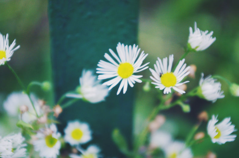 白色圆锥形花（紫锥菊）