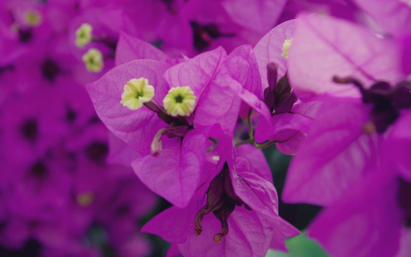 花园里盛开的三角梅