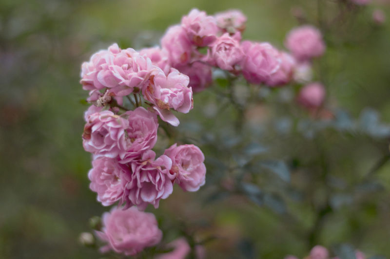 花-背景-婚礼-抽象-花-复古-爱情