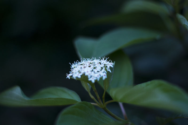 美丽野花特写镜头