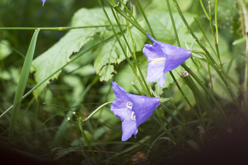 柔和聚焦背景下的紫罗兰风铃花
