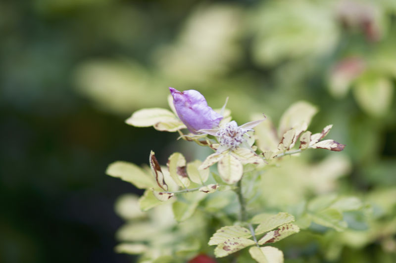 百里香在花园里盛开