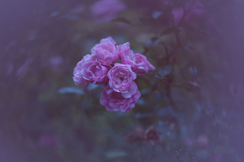 珊瑚玫瑰在花园里盛开-卡片设计模型-祝贺-标志-复制空间