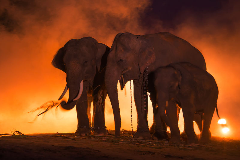 大象妈妈和宝宝在户外