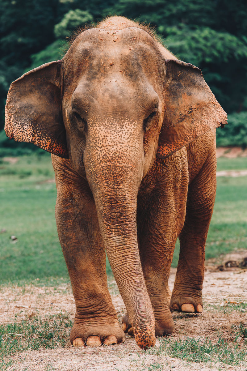 泰国森林深处的亚洲象