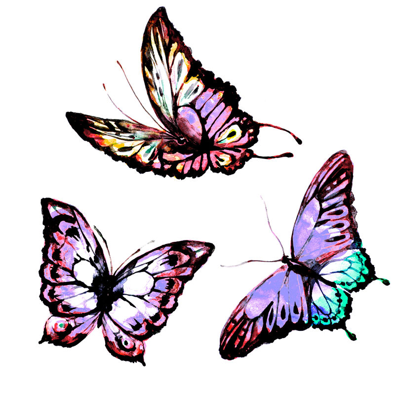 蝴蝶，水彩画，白色孤立