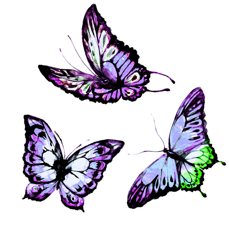 蝴蝶，水彩画，白色孤立