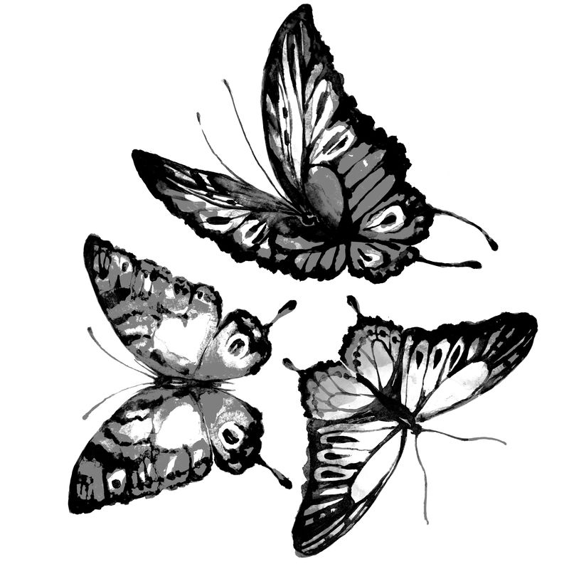 蝴蝶，水彩画，白色孤立