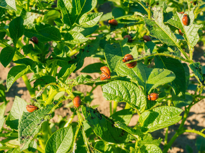 菜园里吃土豆叶的科罗拉多甲虫幼虫