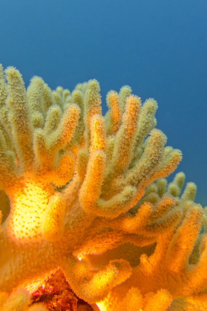 珊瑚的样子图片大全图片