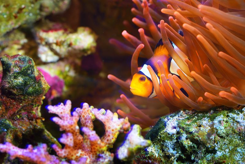 水族馆中的文昌鱼