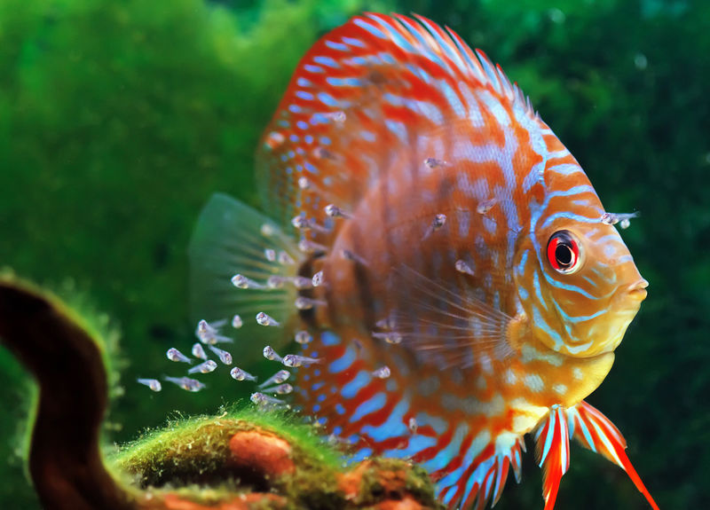 铁饼鱼和幼鱼在水族馆游泳