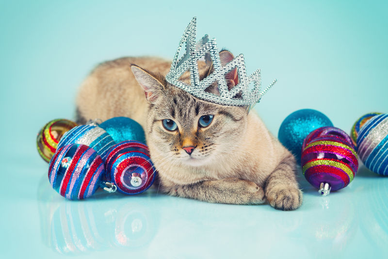 蓝底圣诞装饰猫