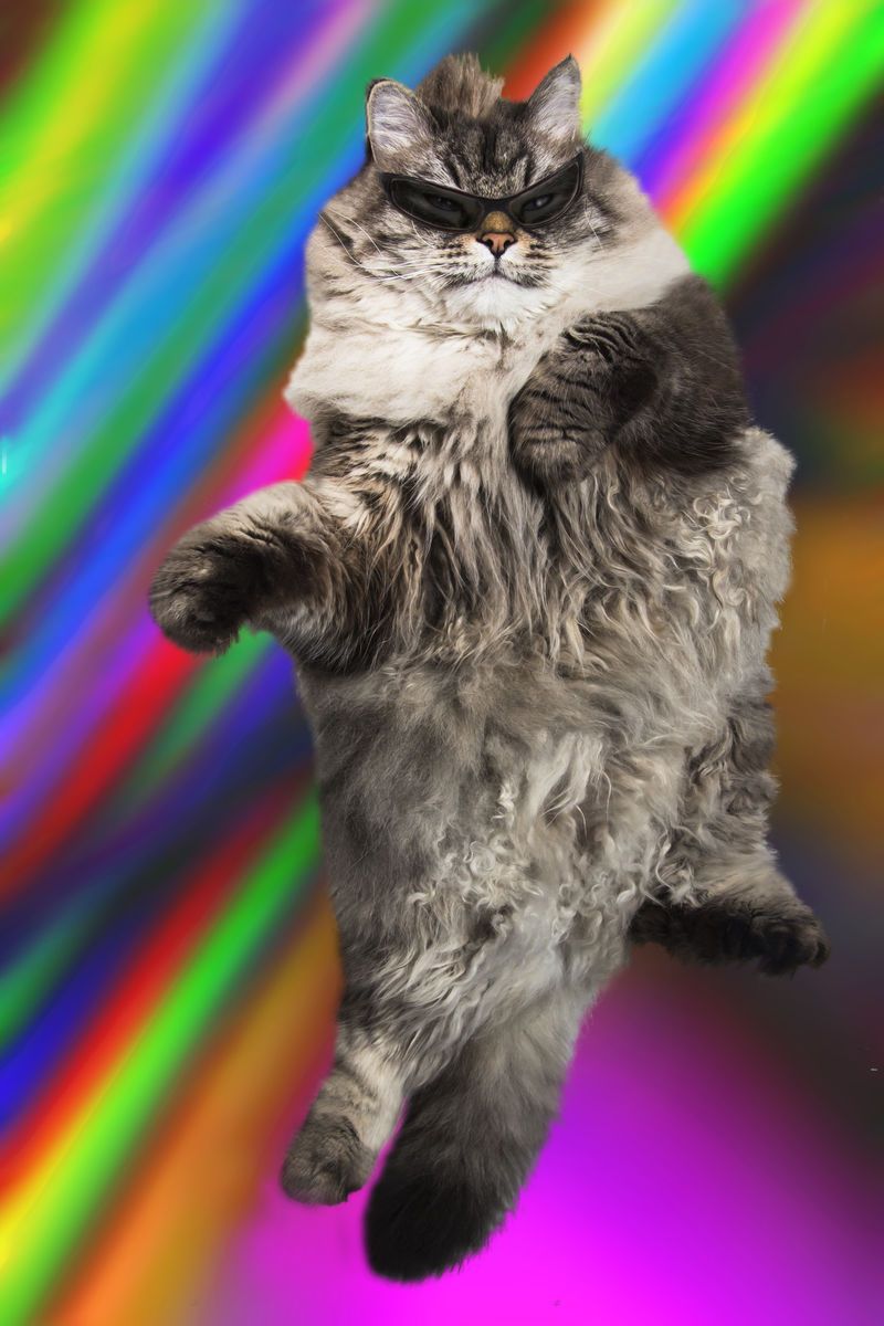 戴太阳镜的时髦猫咪翩翩起舞