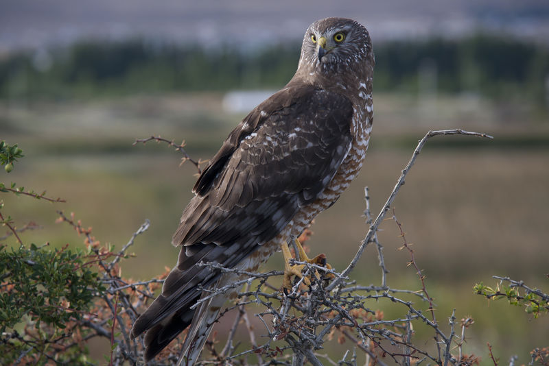 巴塔哥尼亚-拉古娜·尼麦斯