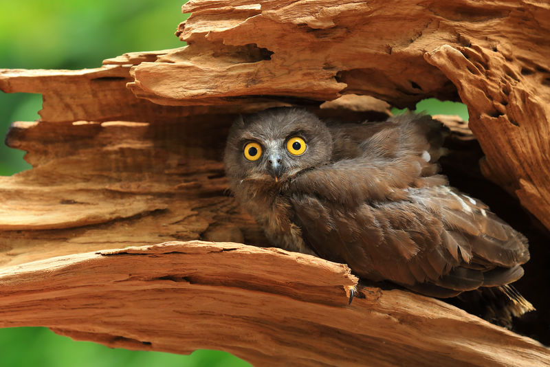 树洞里的斑点猫头鹰
