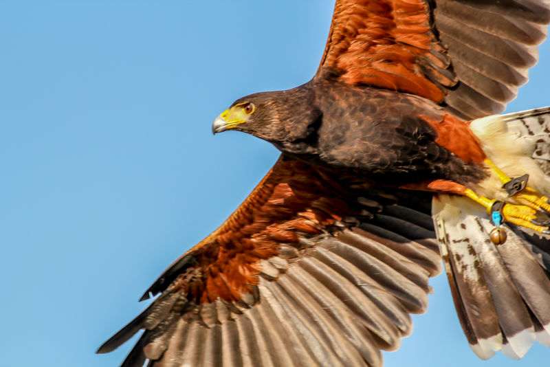 飞鸟-猛禽-蓝天背景