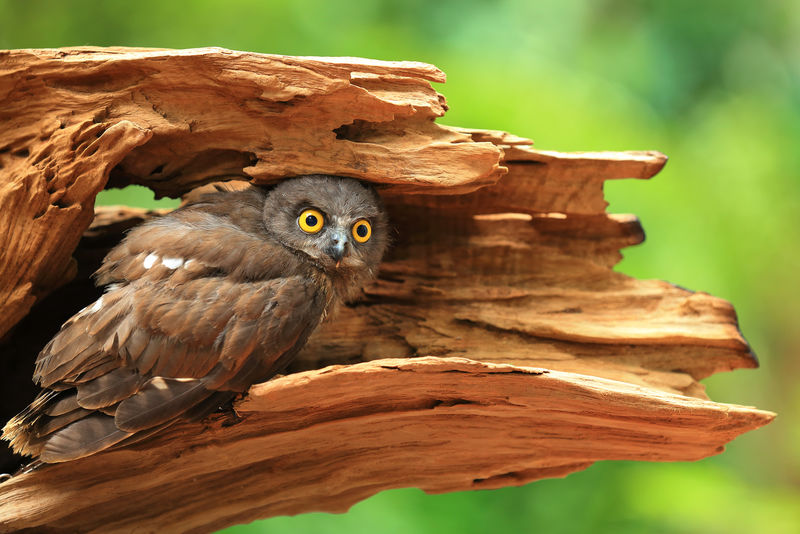 树洞里的斑点猫头鹰雅典娜布拉玛可爱的鸟