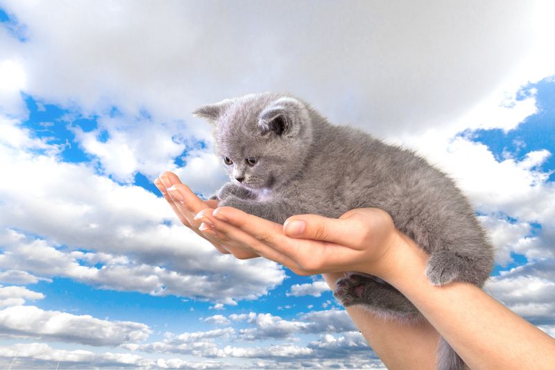 宠物-家猫-人手