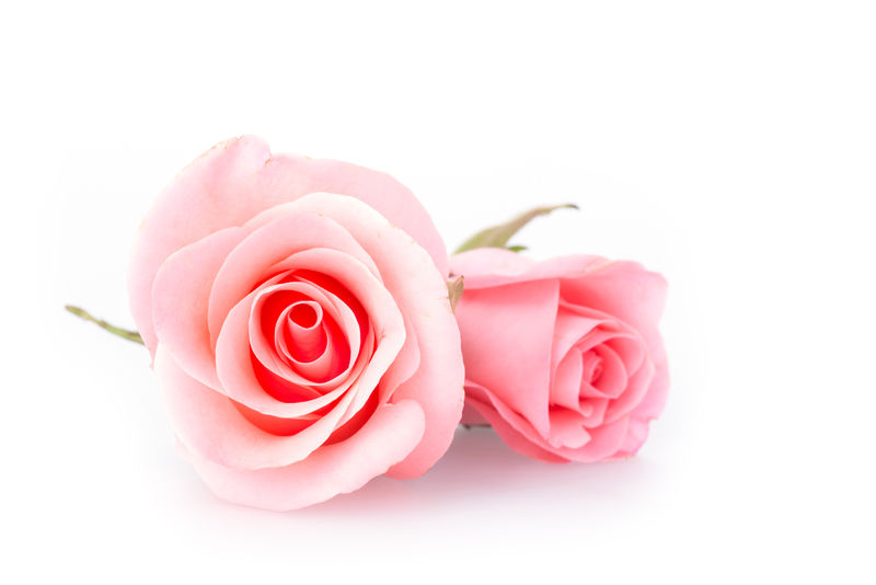 白底粉红玫瑰
