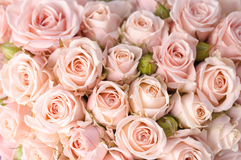 明亮的粉红玫瑰背景