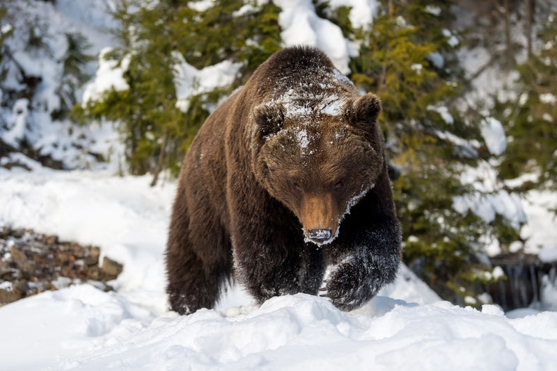 冬林野生棕熊