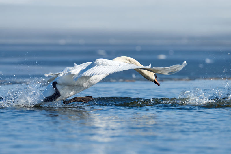 在湖上飞行的天鹅