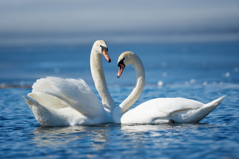 浪漫的两只天鹅,爱情的象征