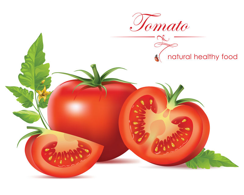 漂亮逼真的西红柿-矢量图解