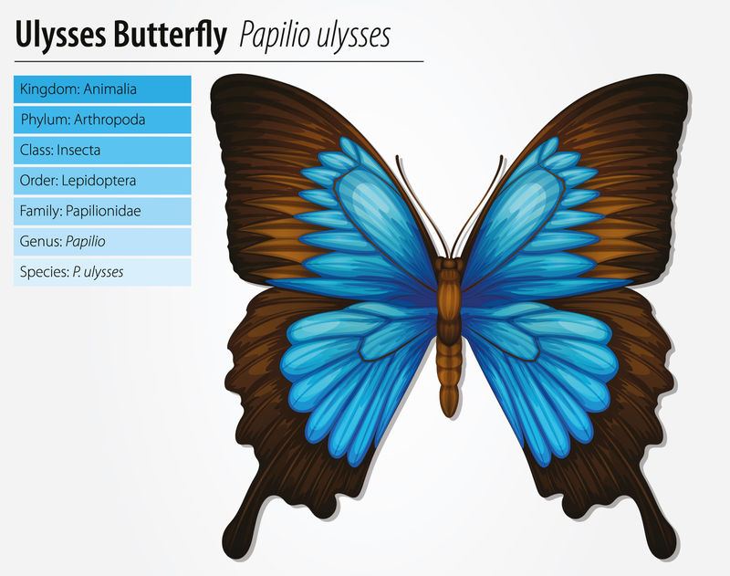 矢量动物信息图