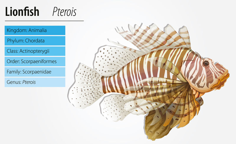 矢量动物信息图