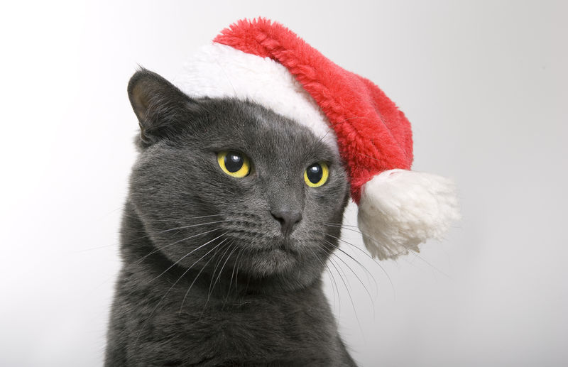 灰猫圣诞猫