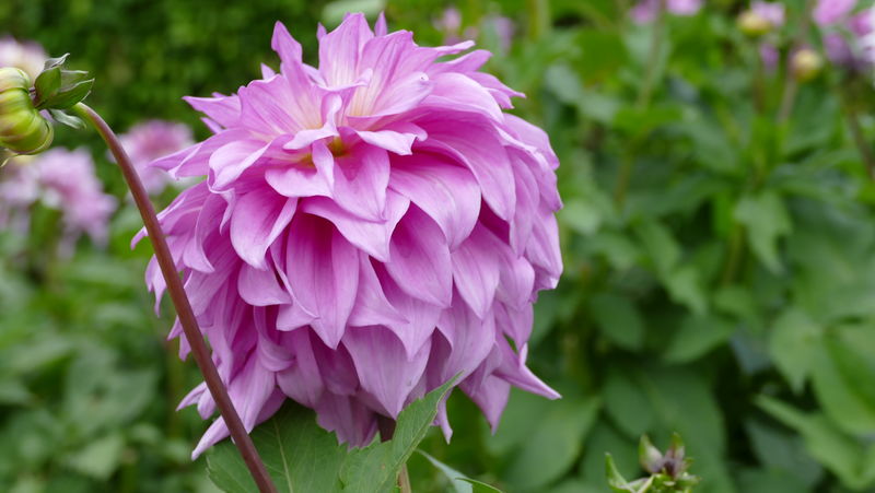 美丽的花朵