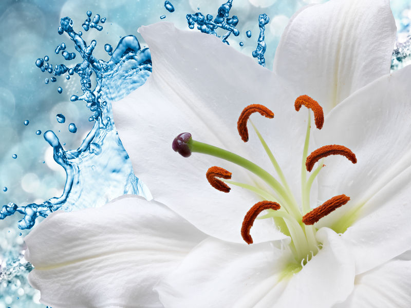 水溅背景下的Flower lily