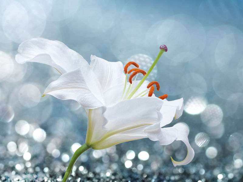背景上的百合花具有波克效果。
