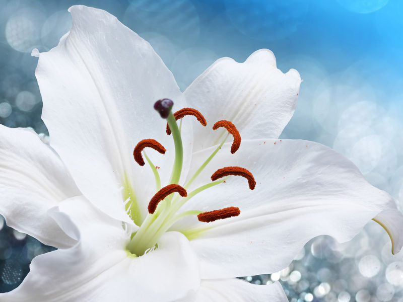 蓝色背景下的百合花