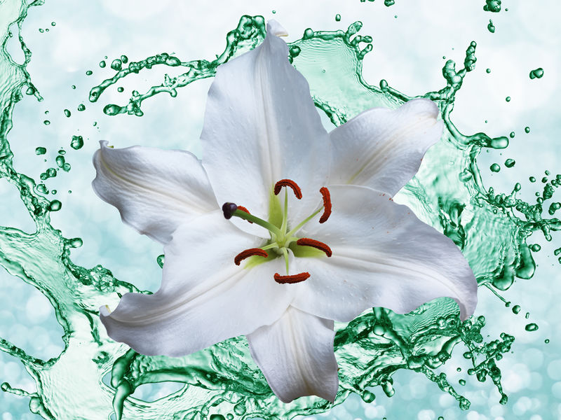 水溅背景下的Flower lily